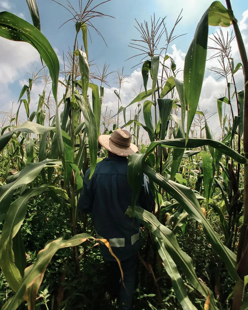 Agricultor montuvio em plantacao de milho no Equador